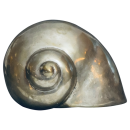 Muschel