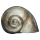 Muschel