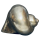 Muschel