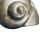 Muschel