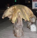 Pilz Teakholz