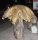 Pilz Teakholz