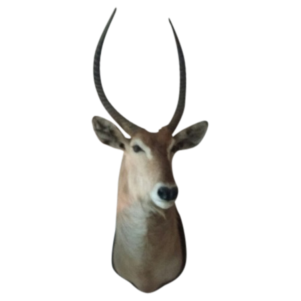 Wasserbock Trophäe