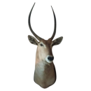Wasserbock Trophäe