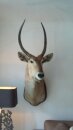 Wasserbock Trophäe