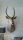 Wasserbock Trophäe