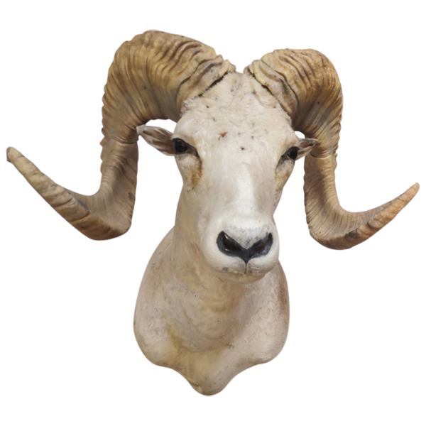 Argali Schaf  Trophäe