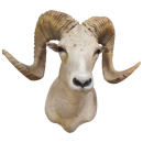 Argali Schaf  Trophäe