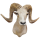 Argali Schaf  Trophäe