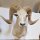 Argali Schaf  Trophäe