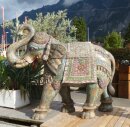 Indischer Elefant